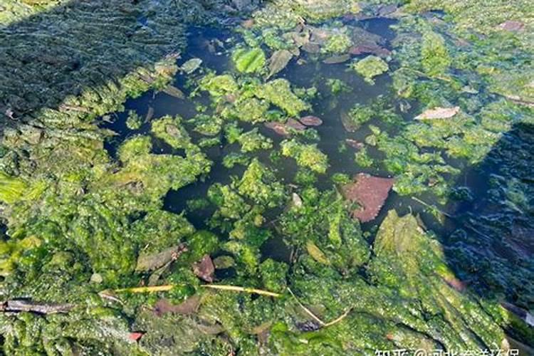 怎么做水培白掌