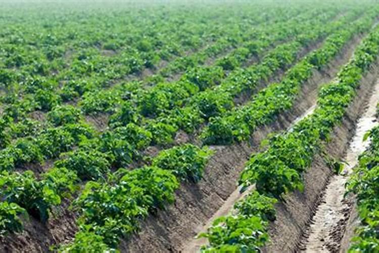 懒人山药种植最新方法