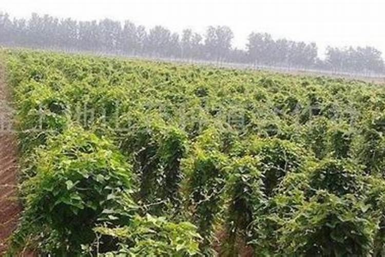 山药种植技术,化肥,药物展示