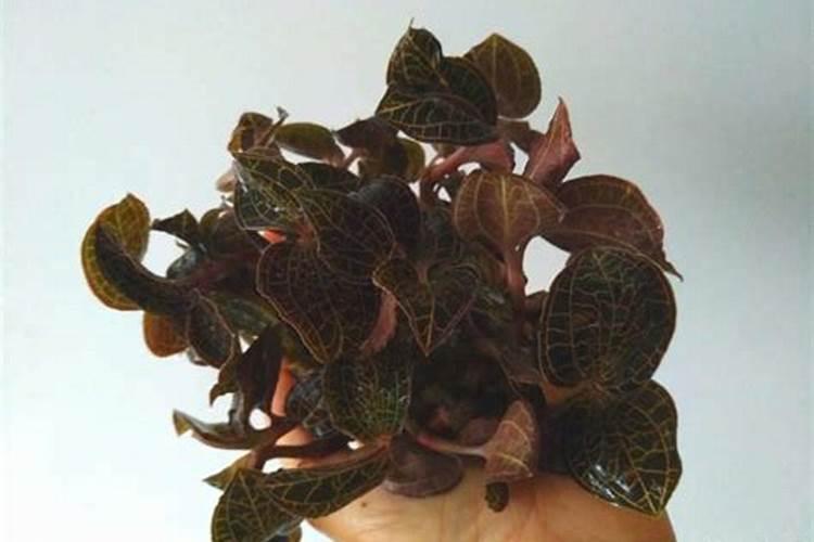 金线莲用哪些追肥