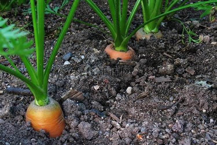 萝卜需要什么肥料
