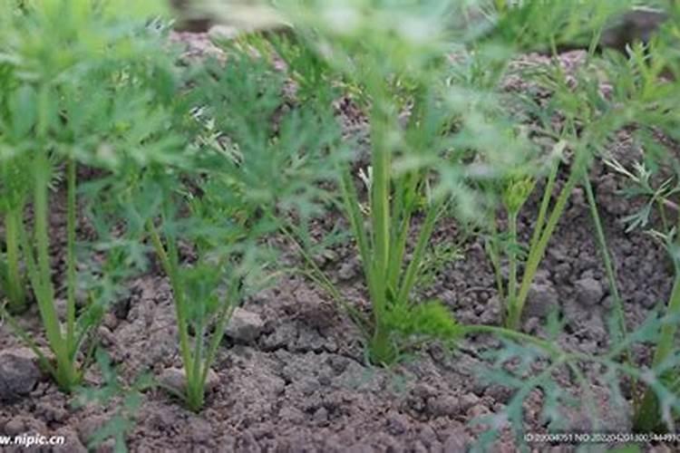 红萝卜发芽了怎么种 红萝卜发芽种植方法