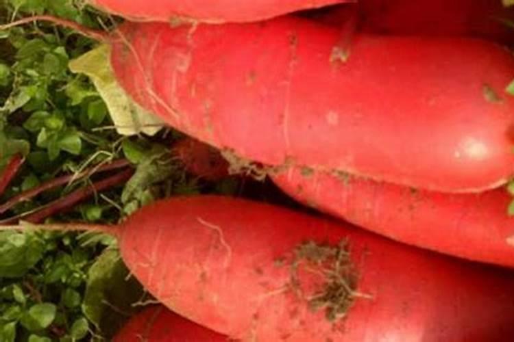 红萝卜发芽了怎么种