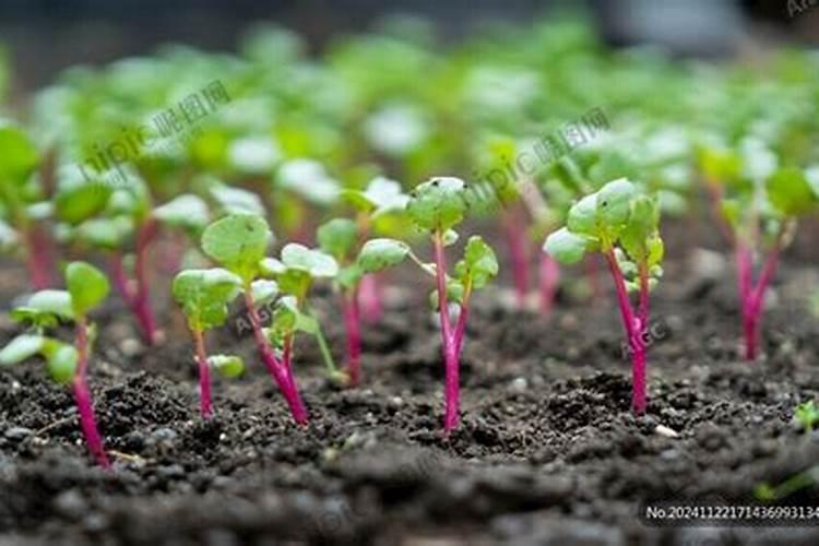 萝卜怎么种出苗快
