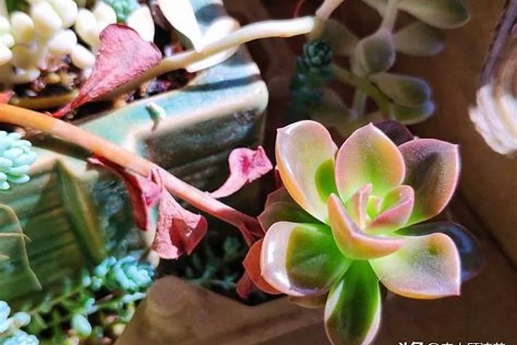 多肉上盆后多久可以施肥 选择合适的时间促进多肉发根