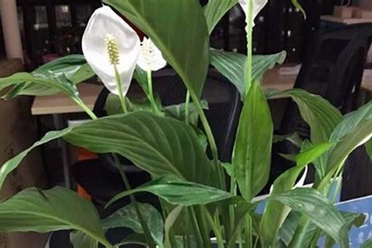 白鹤芋如何施肥