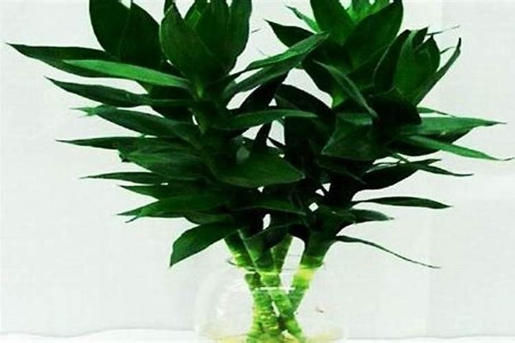 富贵竹叶子蔫了怎么办