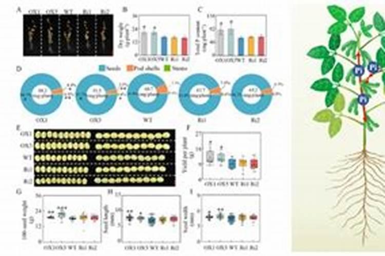 大豆用什么肥料最旺盛