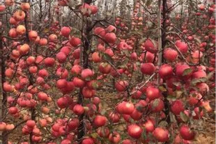 苹果树施肥配比怎么用