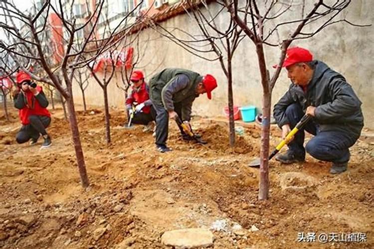 苹果树挂果量大八月追肥用怎样配比的硫酸钾复合肥好