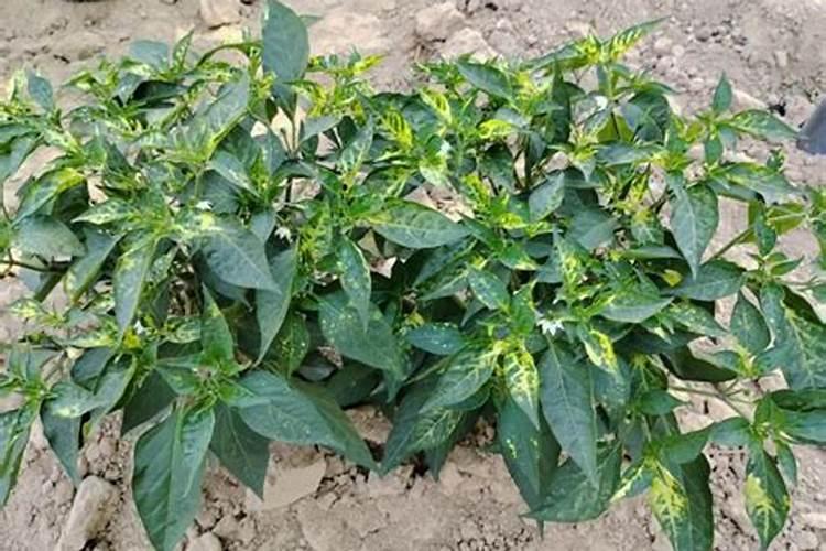 辣椒最怕的三种肥料是哪几种