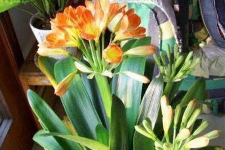 氮肥对植物有哪些影响？
