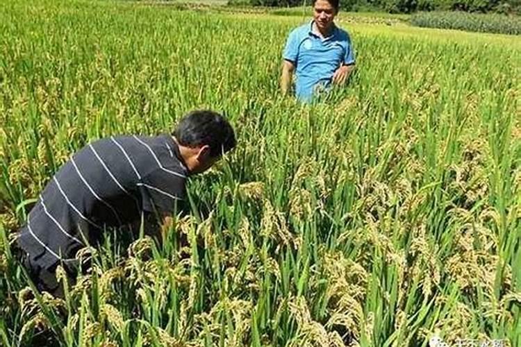 映山红能不能施肥