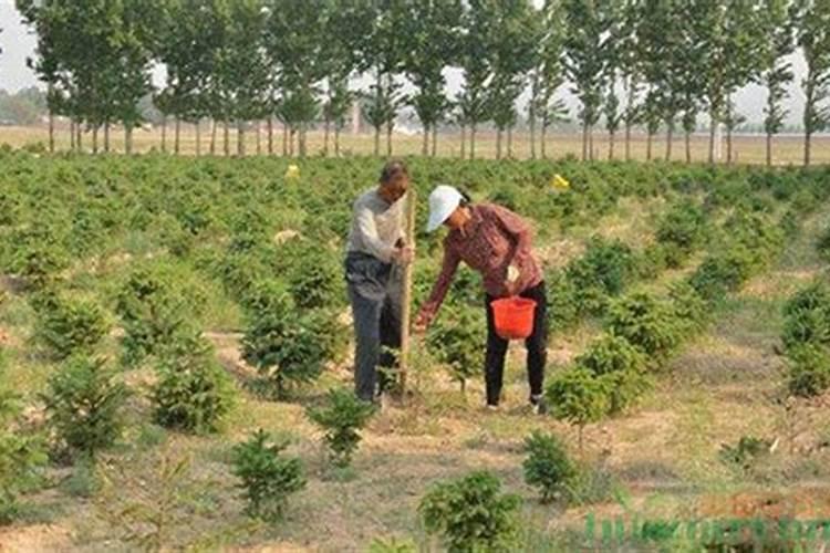 你知道怎么正确的给石斛兰施肥,才能让花开得更艳丽吗？