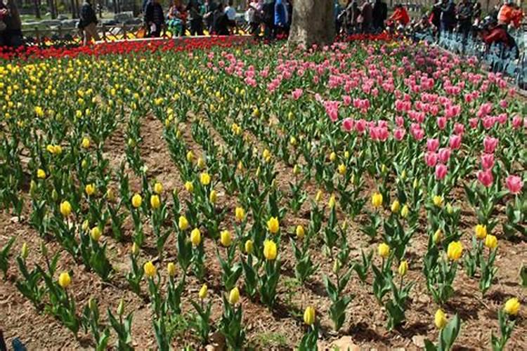 郁金香施什么肥料最适合