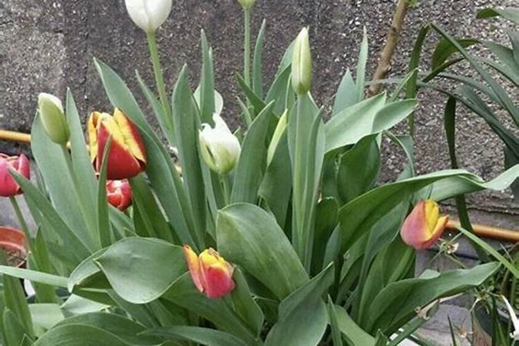 种郁金香盆底放什么肥料花卉百科