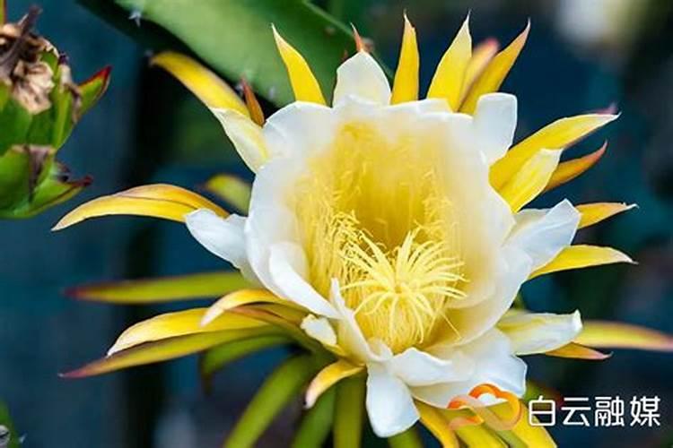 火龙果开花要施什么肥