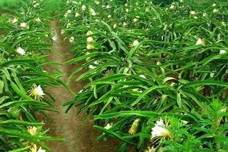 火龙果打什么药好