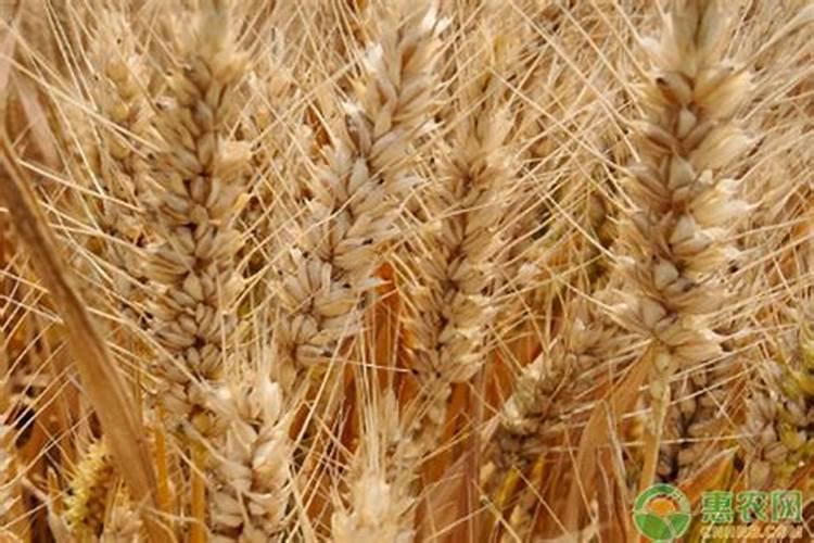 农药化肥股票龙头股有哪些？