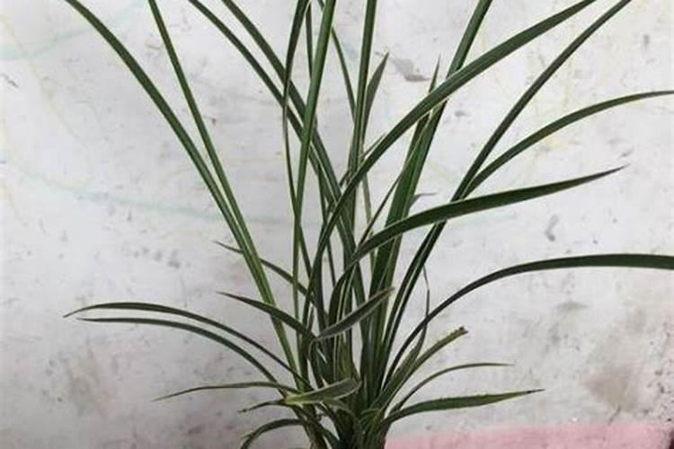 草木灰可以浇兰花吗