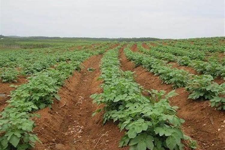 土豆花期每次每亩施氮磷钾各需多少斤