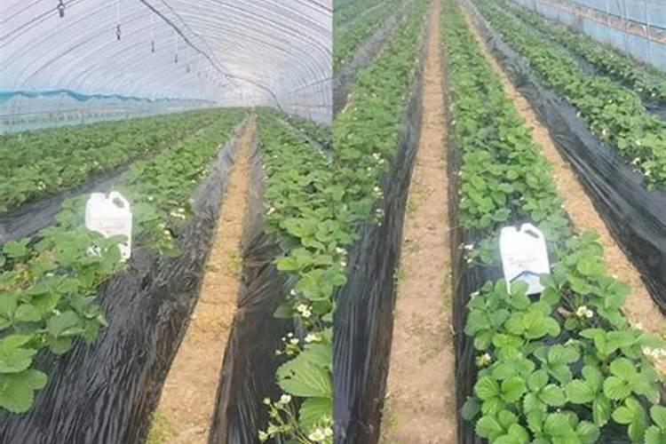 中量元素肥料有哪几种