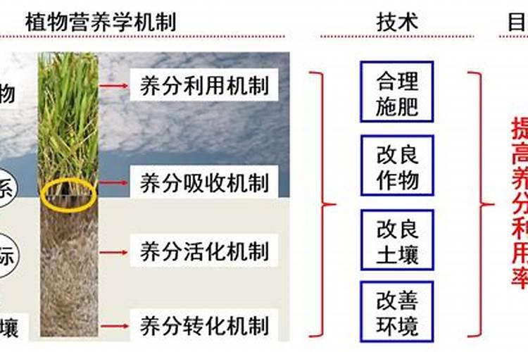 叶面肥的施用原理!