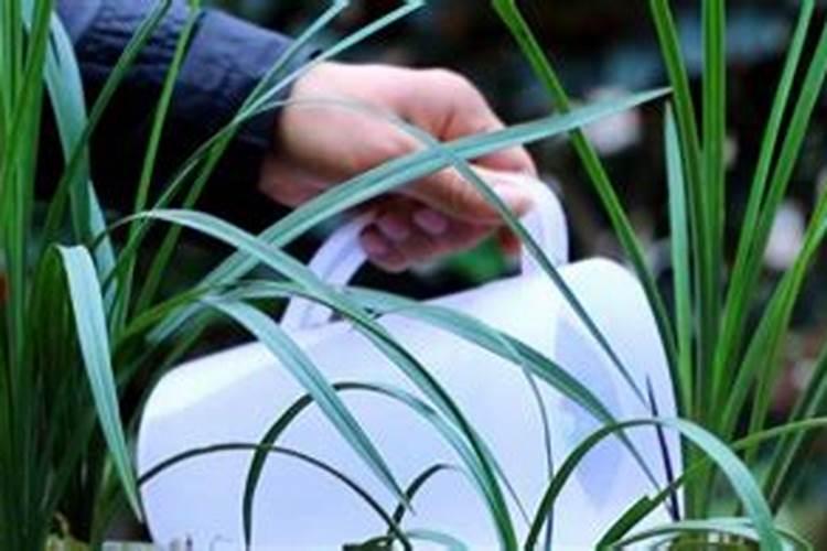 兰草花施什么肥料