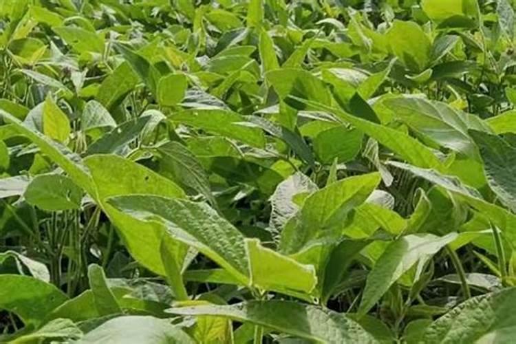 大豆种植需要施什么肥料？