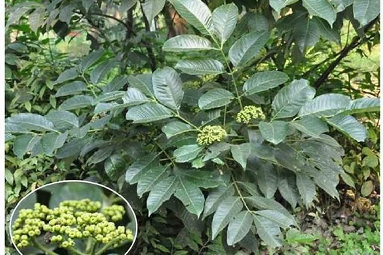 吴茱萸属于草本还是木本？