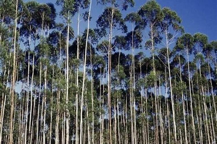 桉树施肥最佳几月份 桉树几月份施肥最佳