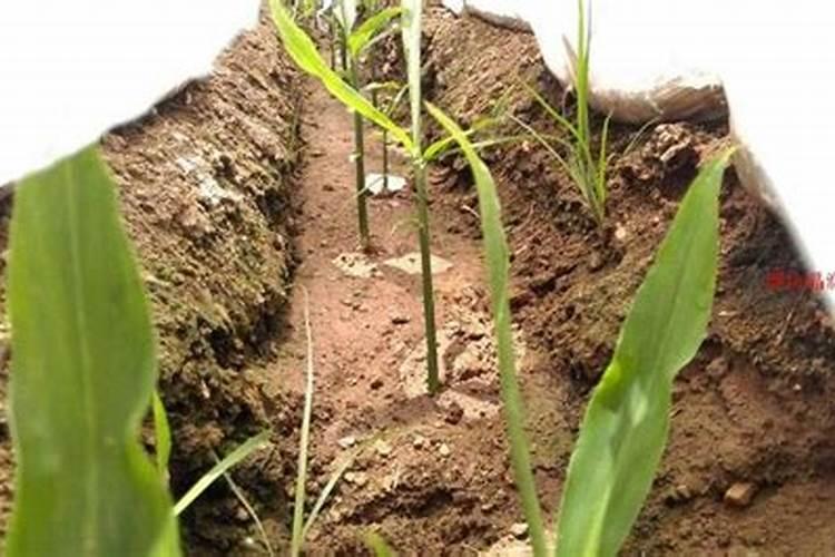 硝酸磷肥是什么？怎么使用好