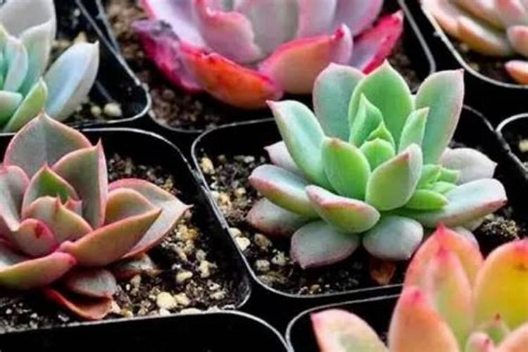 多肉植物怎么栽种