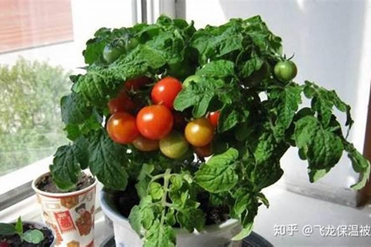 西红柿发酵后可以浇花吗 西红柿做花肥发酵多久