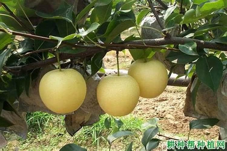 钙肥对梨树有什么作用