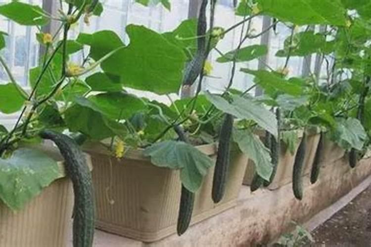 黄瓜不生长新的藤蔓怎么办？