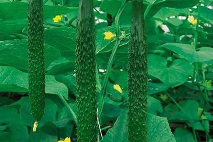 黄瓜专用肥能给、胡萝卜上吗？