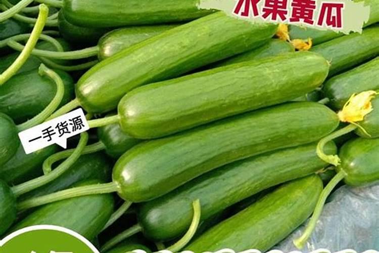 阳台黄瓜种植技术