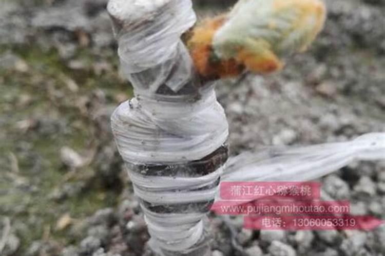 梅花施肥方法,用什么肥好