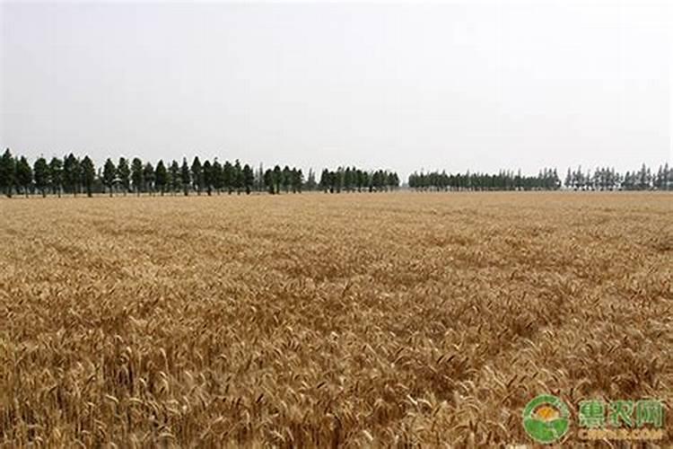 氮肥磷肥钾肥记忆口诀 氮磷钾化肥口诀