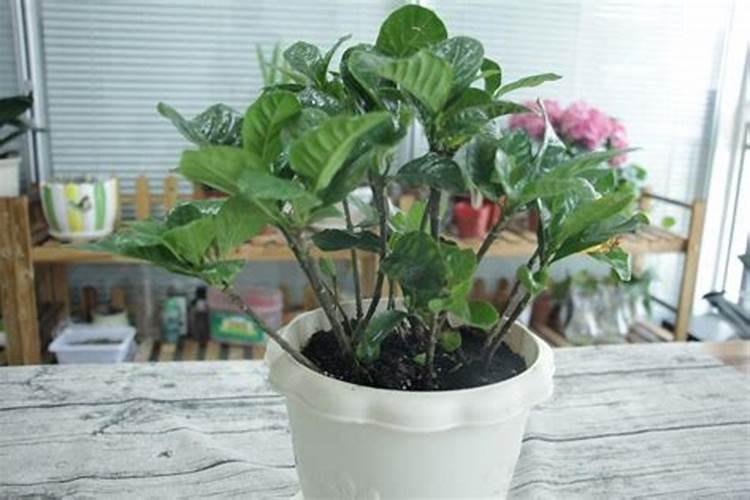 栀子花为什么只长叶子不开花