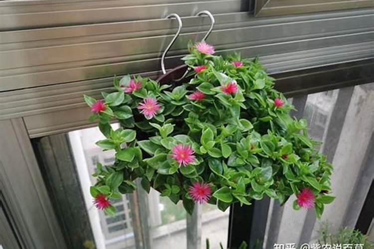 牡丹吊兰施什么肥