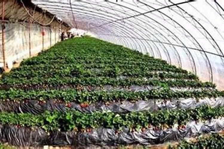 茶花多少天浇一次水合适 茶花怎样浇水几天浇一次比较好