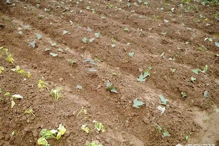 种红薯用什么肥料合适 种红薯用啥肥料合适