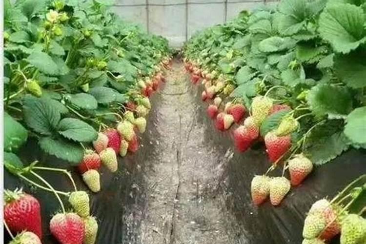 草莓结果几天充一次肥