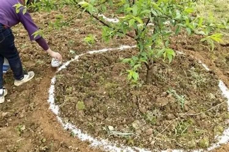 玉米后期打什么叶面肥能增加产量？