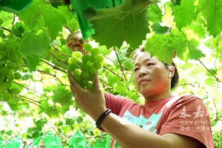 冬暖棚阳光玫瑰葡萄种植技术