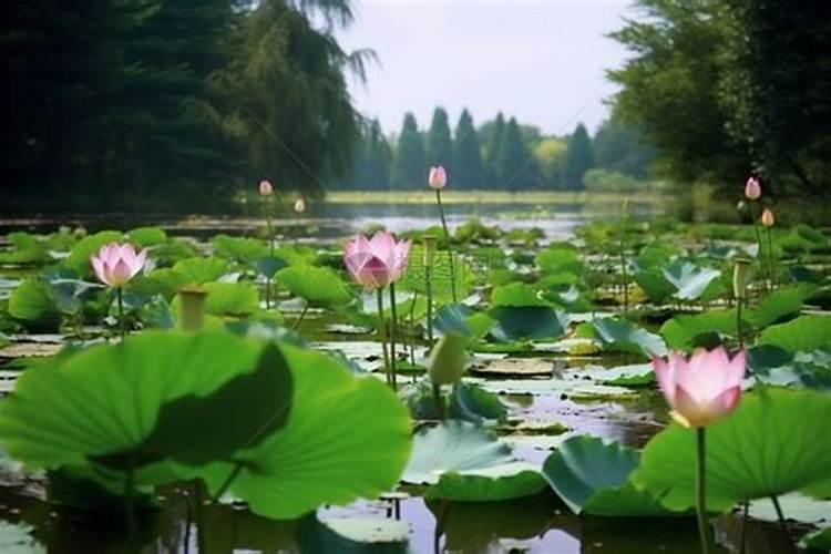 绵阳看荷花的地方在哪里