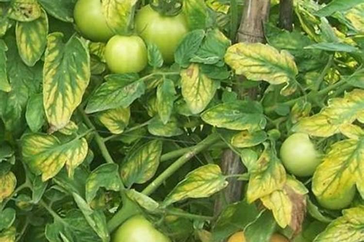 葡萄小黑点病因与防治有哪些？