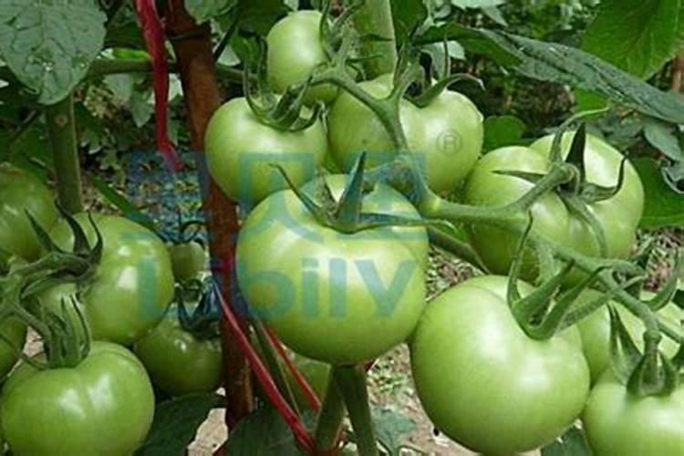 番茄果亮要施什么肥？番茄管理好提高果色亮度